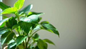 Litchi-pitten omtoveren tot tropische kamerplant: een duurzame tip na de feestdagen