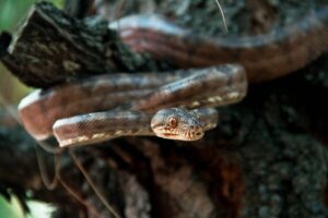 Waarom sommige planten slangen aantrekken: wat experts bedoelen met “schuilplek-effect”