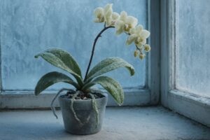 Je orchidee op de vensterbank laten staan in januari kan de wortels doen bevriezen